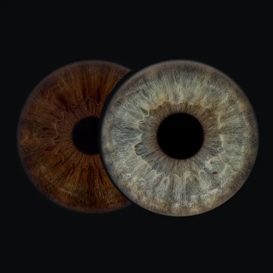 Example: a Duo, two irises overlapping