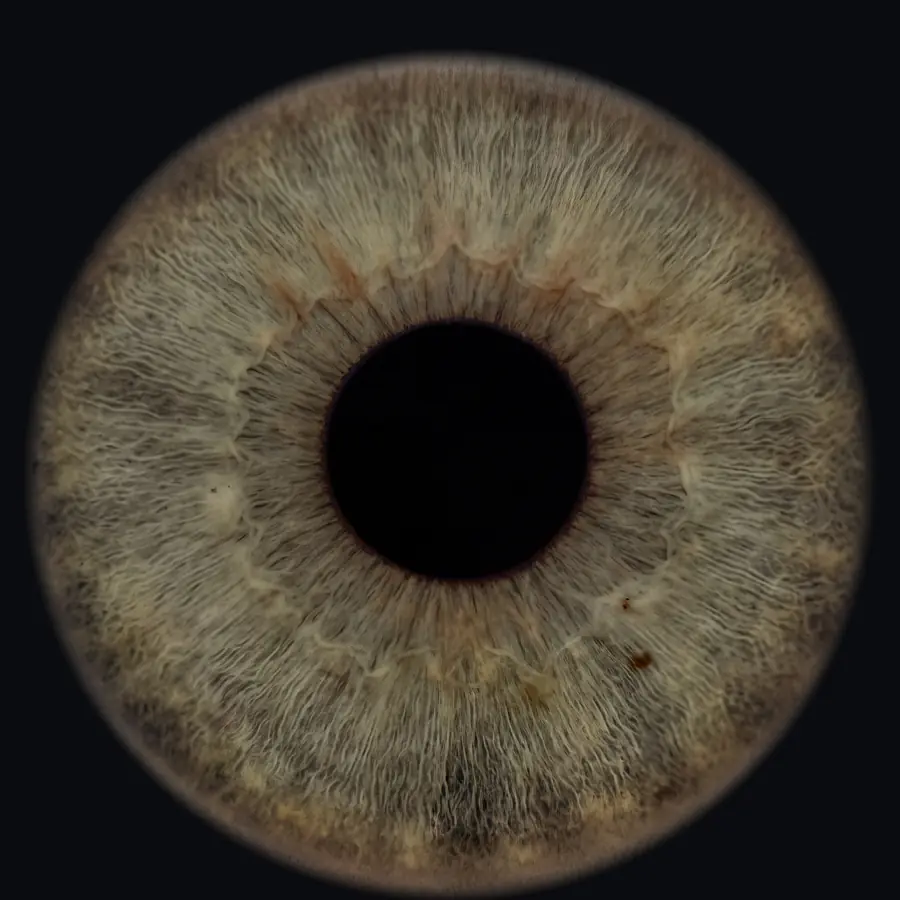 Example 4K iris portrait: sage green, warm brown around the pupil
