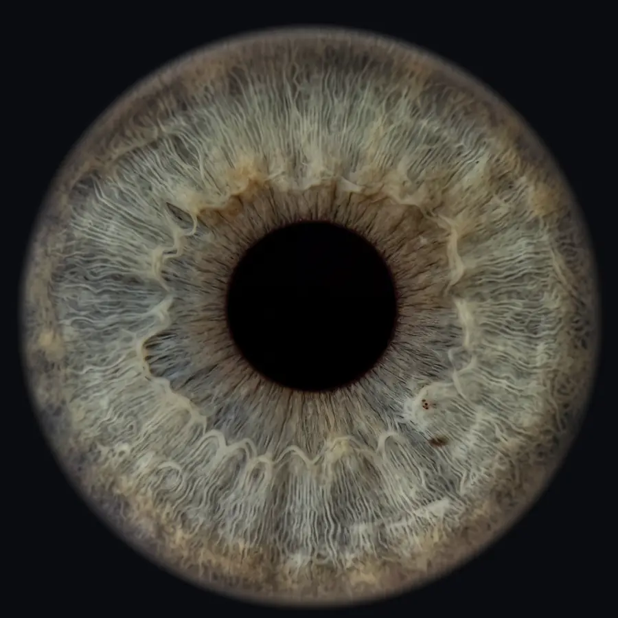 Example 4K iris portrait: sage green, olive-brown ring